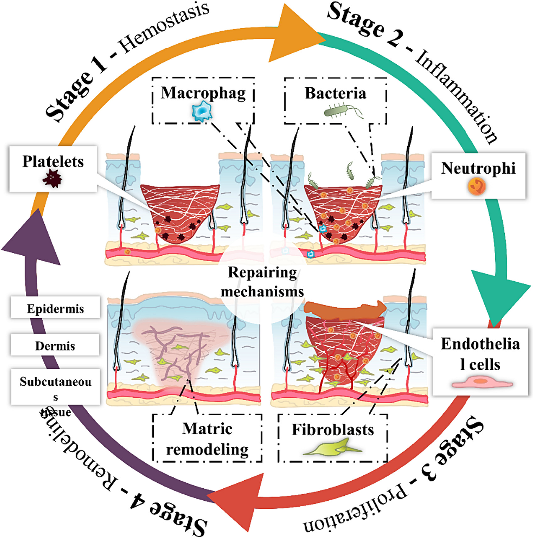 Yuan XJ, Wang S, Yang J, Karl H. Schneider, Xie MB, Chen Y, Zheng ZZ, Wang XQ, Zhao ZZ, Yu J, Li G, David L. Kaplan. Recent advances in harnessing biological macromolecules for wound management: A review. International Journal of Biological Macromolecules,2024,130989.